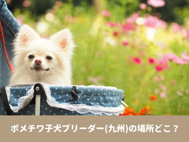 ポメチワ　子犬　ブリーダー　九州　格安　口コミ　評判