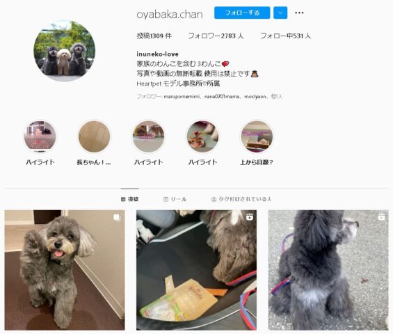 シエンタ　CM　犬　ポメプー　ちょうじゅうろう　ギャラ　出演　作品　インスタ