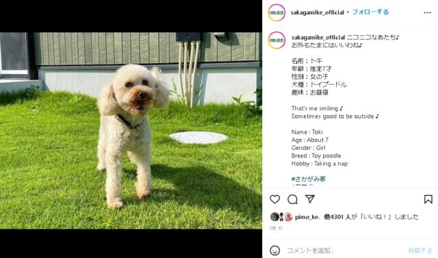 さかがみ家　トキちゃん　保護犬　譲渡　現在　さかがみ家カフェ　スタッフ