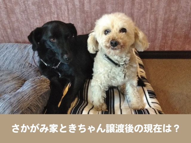 さかがみ家　ときちゃん　保護犬　譲渡　現在　さかがみ家カフェ　スタッフ