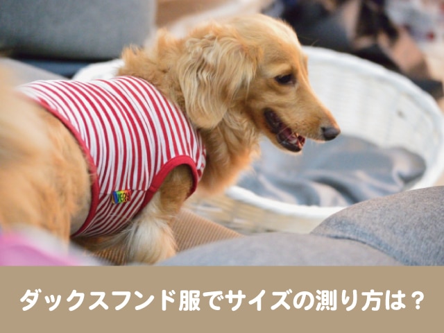 格安NEW ダックスちゃん♡サイズ表♡ ハンドメイド 犬服 犬の服 61yqt-m14636905942 得価超激得