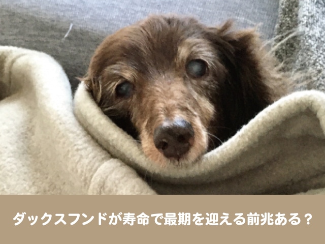ダックスフンドが寿命で最期を迎える前兆ある ギネス最高年齢や長生きの秘訣は 今週のペルル店長
