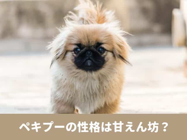 ペキプー　性格 甘えん坊　魅力　かわいい　あるある