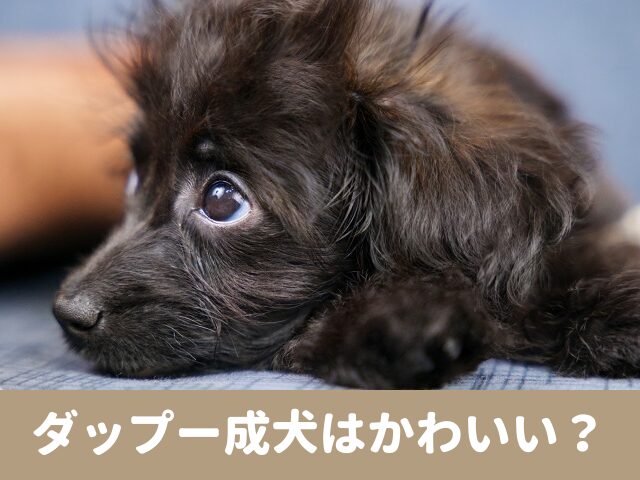 ダップー　成犬　画像　顔　かわいい　成長　マズル　伸びる