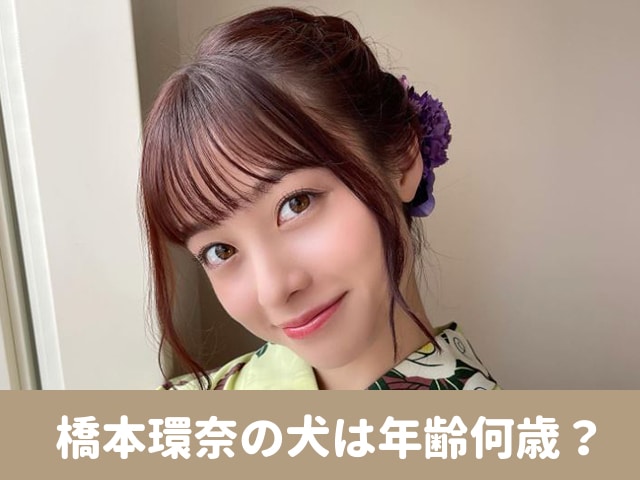 橋本環奈　犬　年齢 価格　おすすめ　グッズ