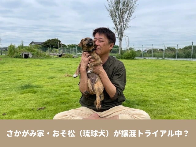 さかがみ家　おそ松　ジュウシ松　琉球犬　譲渡　大きさ　性格