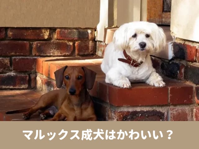 マルックス　成犬 かわいい　マズル　顔　変わる　画像