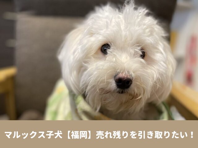 マルックス　里親　募集 子犬　福岡　売れ残り　引き取り　譲渡