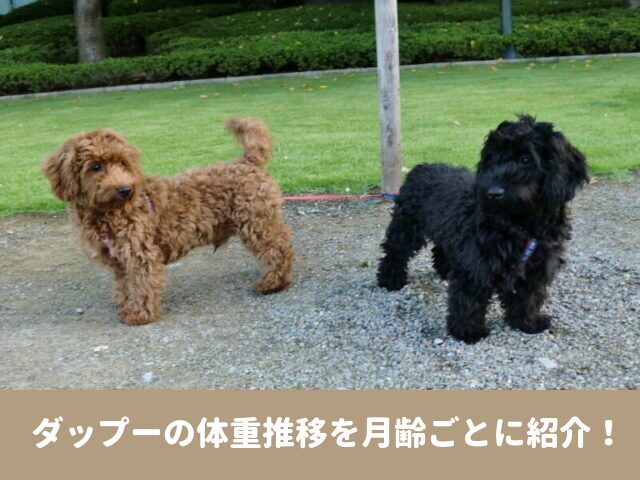 ダップー　体重推移　大きさ　ご飯の量　運動量