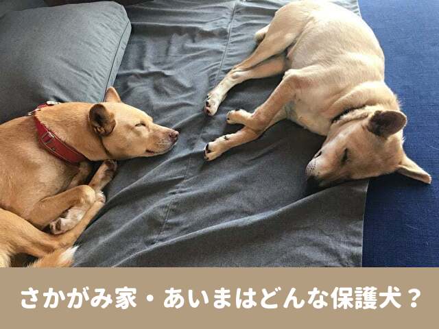 さかがみ家　あいま　保護犬　犬種　生い立ち　性格　坂上どうぶつ王国