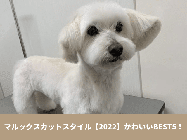 マルックス　カット　スタイル 2022　かわいい　自分で　簡単　トリミング