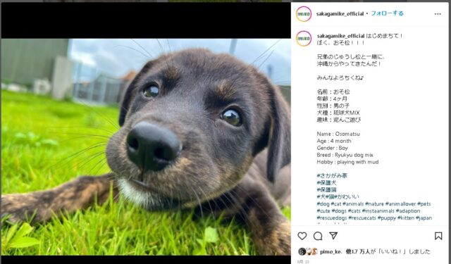 さかがみ家　おそ松　琉球犬　ジュウシ松　譲渡　大きさ　性格　