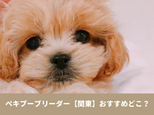 ペキプー　ブリーダー 関東　おすすめ　子犬　販売　値段　口コミ　評判