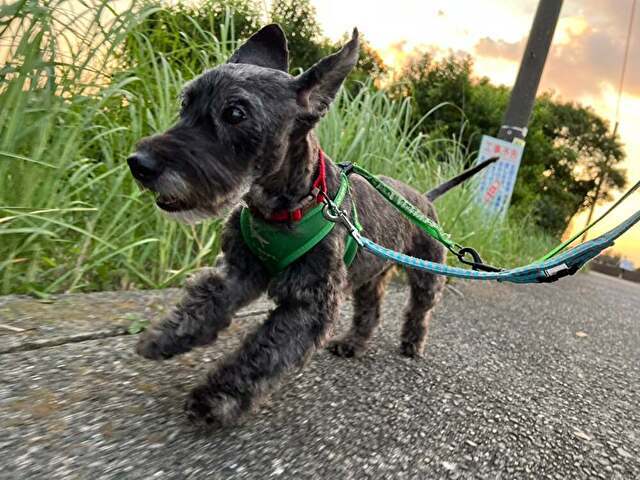 さかがみ家　ダンボ　保護犬　生い立ち　犬種　性格　レスキュー