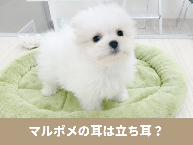 マルポメ　耳 立ち耳　子犬　1歳