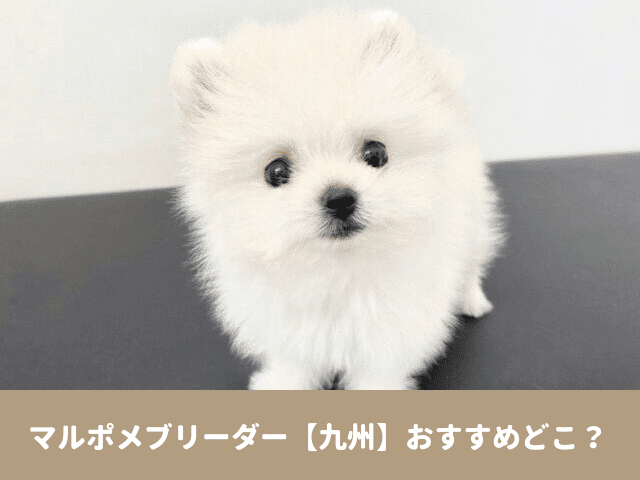マルポメ　ブリーダー 九州　おすすめ　子犬　販売　価格　口コミ　評判