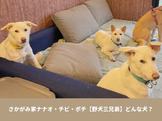 さかがみ家　ナナオ　チビ　ポチ　野犬　保護　生い立ち　性格