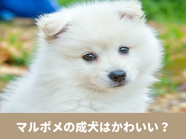 マルポメ　成犬 かわいい　画像　成長　きつね顔　たぬき顔