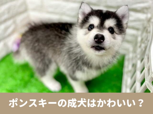 ポンスキー　成犬 かわいい　成長　顔　変化　画像