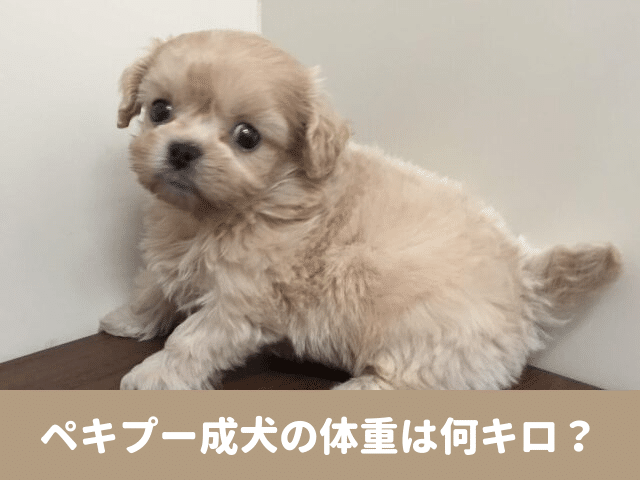 ペキプー　成犬　体重 平均体重　大きさ　画像