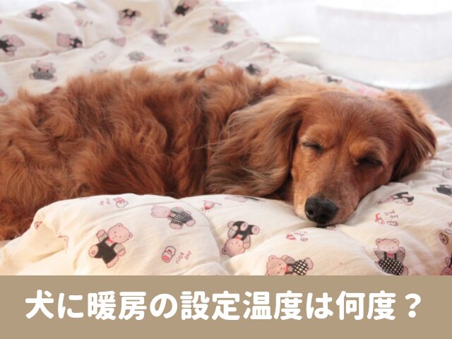 犬　暖房　設定温度 何度　室内　夜　寝る時　適温