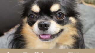 食べる目の革命　犬の瞳ケア　サプリ　口コミ　評判　効果　安全性　評価