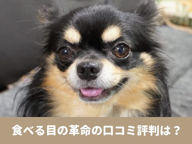 食べる目の革命　犬の瞳ケア　サプリ　口コミ　評判　効果　安全性　評価