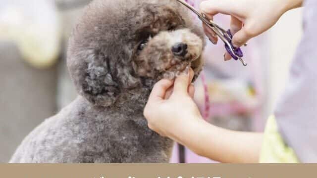 トリミング　料金　犬　相場　小型犬　頻度