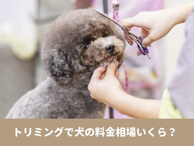 トリミング　料金　犬　相場　小型犬　頻度