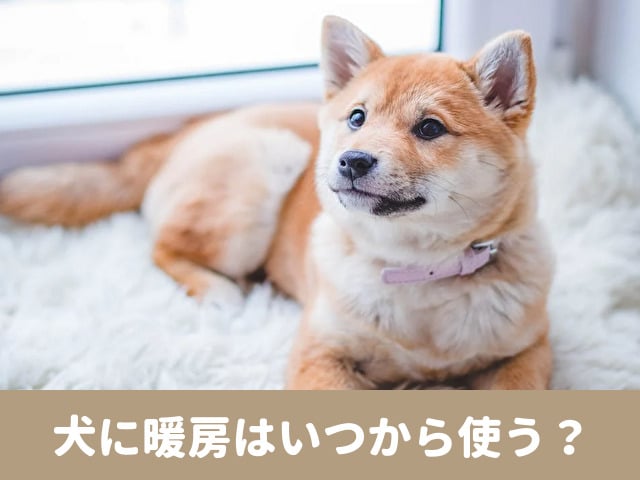 犬　暖房　いつから 寒さ　暖房なし