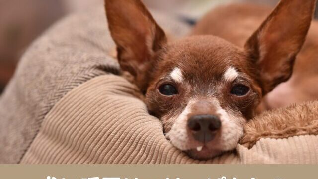 犬　暖房　つけっぱなし　留守番　エアコン　必要