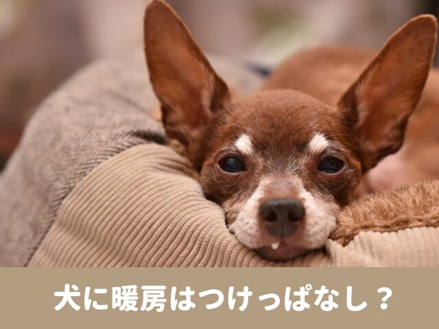 犬　暖房　つけっぱなし　留守番　エアコン　必要