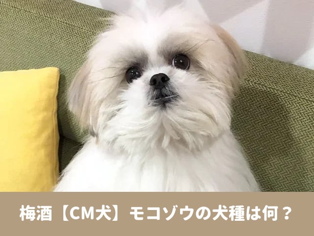梅酒　CM　犬　モコゾウ　犬種　出演作品　SNS
