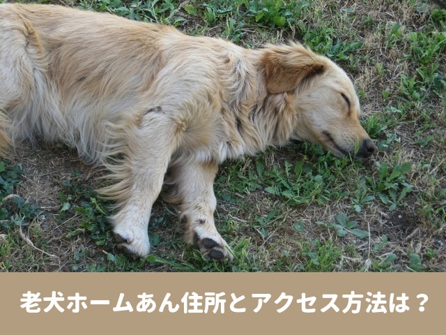 老犬ホーム　あん　住所　アクセス方法　利用料金　口コミ　評判