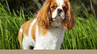 シニア犬　震える　後ろ足　小刻みに震える　病気