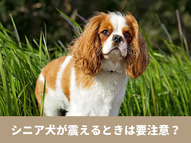シニア犬　震える　後ろ足　小刻みに震える　病気