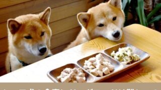 シニア犬　食事 ドッグフード　必要な栄養素　手作りご飯　レシピ