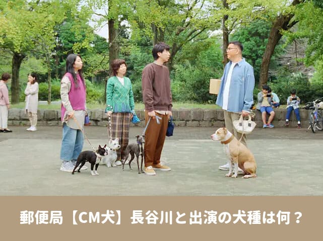 郵便局　CM　犬　長谷川　犬種　プロフィール　SNS