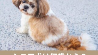 シニア犬　何歳から　歩き方　運動　性格　特徴