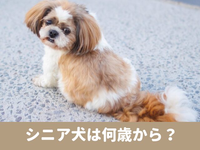 シニア犬　何歳から　歩き方　運動　性格　特徴