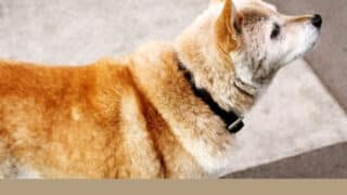 老犬介護ホーム　福岡 場所　費用　口コミ　評判