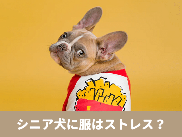 シニア犬　服　ストレス　体温調節　寒さ対策