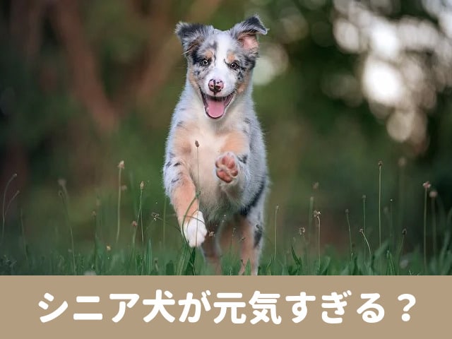 シニア犬 元気すぎる 足腰　歩き回る　気をつけること