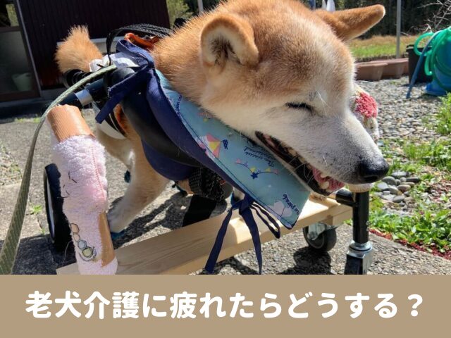 老犬介護　疲れた　イライラ　うつ　辛い