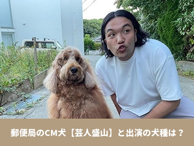 郵便局　CM　犬　盛山　芸人　犬種　プロフィール　SNS