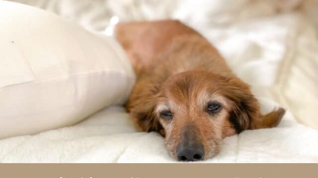 シニア犬 水しか飲まない 最期　老衰　看取り　飼い主