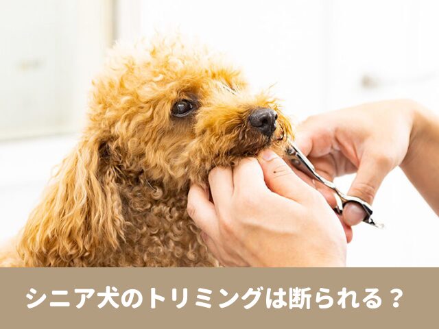 シニア犬　トリミング サロン　頻度　注意