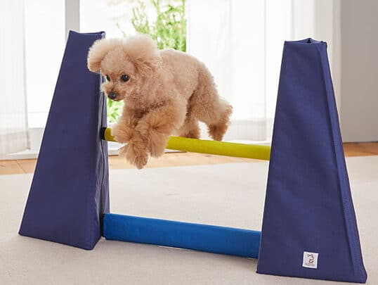 アジリティ　犬　道具 初心者　自宅　練習方法