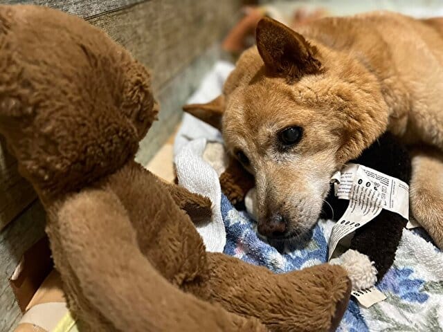 保護屋　宮崎　老犬ホーム　相談　看取り　介護　費用　条件　坂上どうぶつ王国