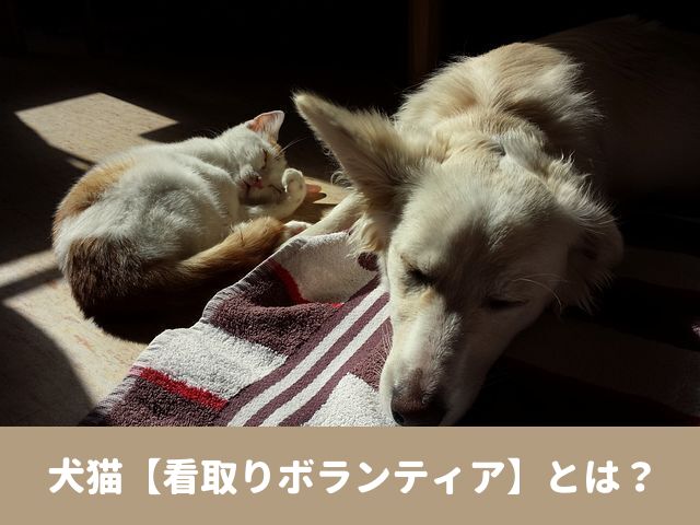 犬　看取り　ボランティア 募集　施設　仕事